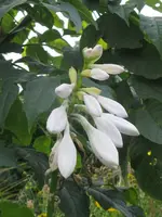 010_576x768.webp