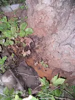 pilz2.webp