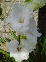 sept09 002.webp