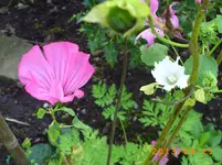 sept09 009.webp