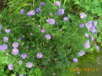 sept09 018.webp