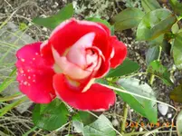 sept09 020.webp