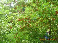 sept09 025.webp
