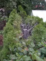 thuja_ab2.webp