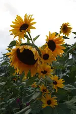 Sonnenblumen 17.09.13.webp