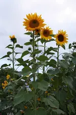 Sonnenblumen 17.09.13 (2).webp