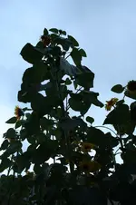 Sonnenblumen 17.09.13 (4).webp