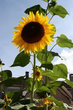 Sonnenblumen 21.09.13.webp