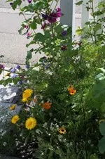 Sonnenblumenbeet 21.09.13 (2).webp