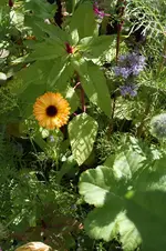 Sonnenblumenbeet 21.09.13.webp
