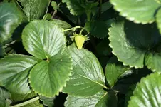 Erdbeeren 17.09.13.webp