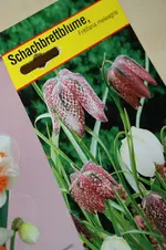 die Neuen 17.09.13.webp