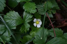 Walderdbeeren 15.09.13.webp