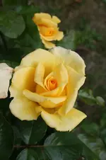 Rose Yellow Garden 15.09.13.webp