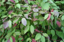 Hartriegel 15.09.13 (2).webp