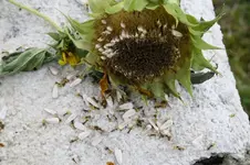 Piepmatz- Futter 15.09.13.webp