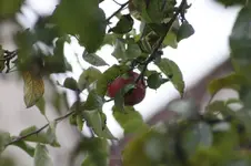 Noch einzelne Äpfel 15.09.13.webp