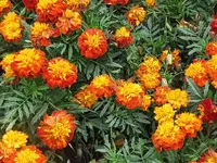 014.webp