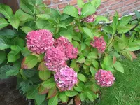 155.webp