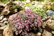 2013_0921Sommer0008sedum.webp