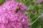 2013_0921Sommer0032.jpg