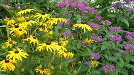 DSCN5283.webp