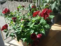 DSCF3244.webp