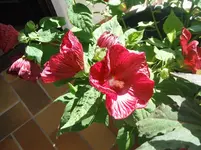 DSCF3245.webp