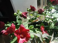DSCF3246.webp