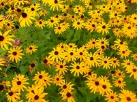 SAM_1652.webp