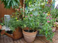 Herbstterrasse2.webp