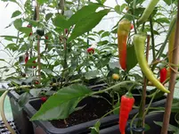 Paprika 7.webp