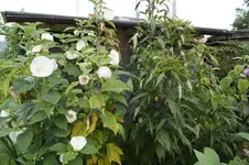 _DSC3399.webp