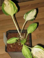 002_576x768.webp