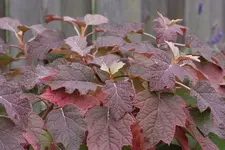 Herbstfaerbung Eichblatthortensie.webp