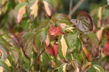 Herbstfaerbung Hartriegel.webp