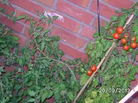 Black Cherry+.webp