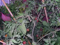 Black Cherry.webp