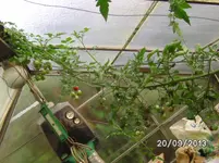 Black Cherry (2).webp