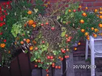 Gartenperle.webp