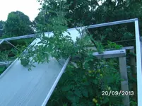 White Cherry (2).webp