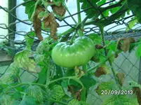 Leckerchen (2).webp