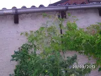Inka Gurke (2).webp