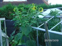 Sonnenblume.webp