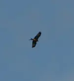 DSC00444+.webp