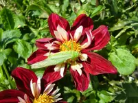 CIMG1238.webp
