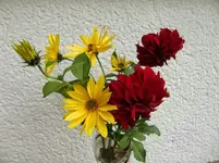 CIMG1318.webp