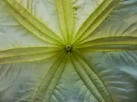 CIMG1350.webp