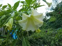 CIMG1351.webp