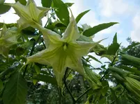 CIMG1347.webp